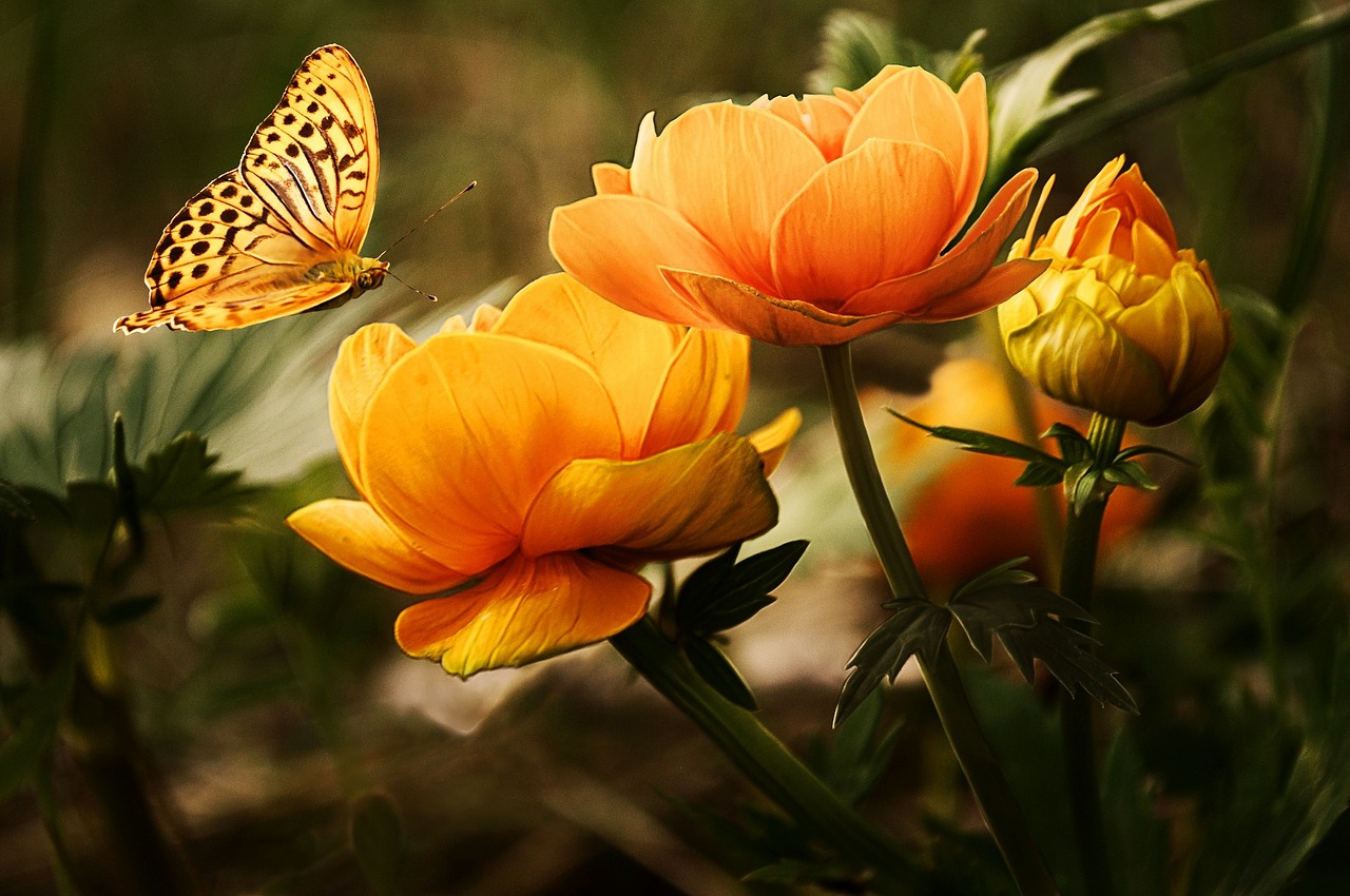 macro photography